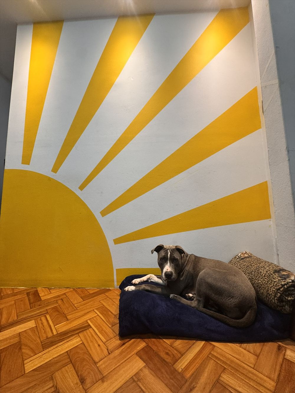 Cachorra deitada na caminha em frente à parede com um sol amarelo pintado