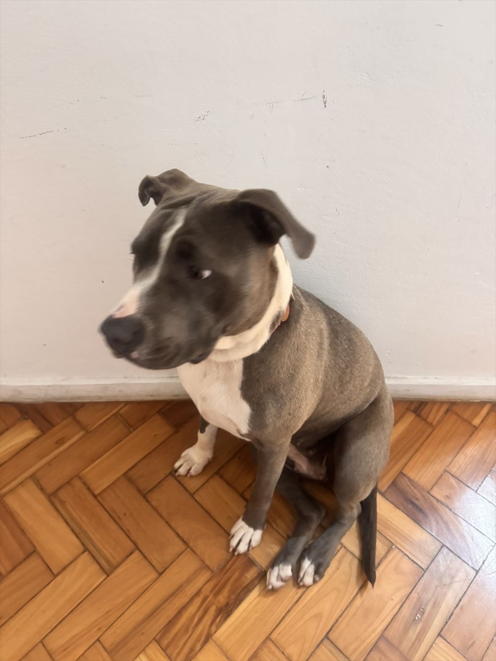 Cachorra sentada, atenta, durante uma atividade educativa