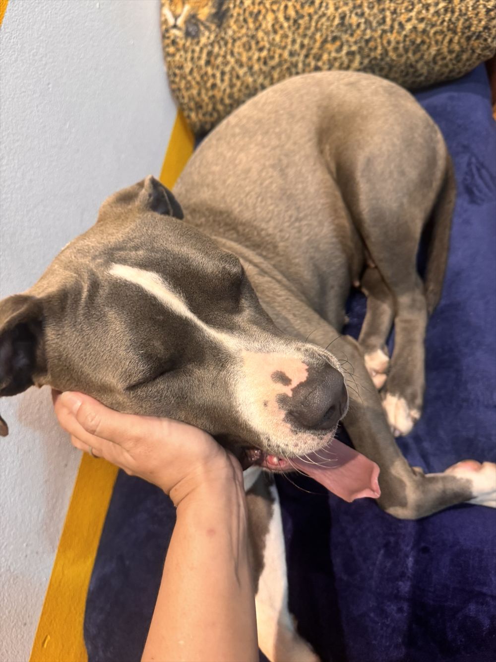Cachorra recebendo carinho na caminha