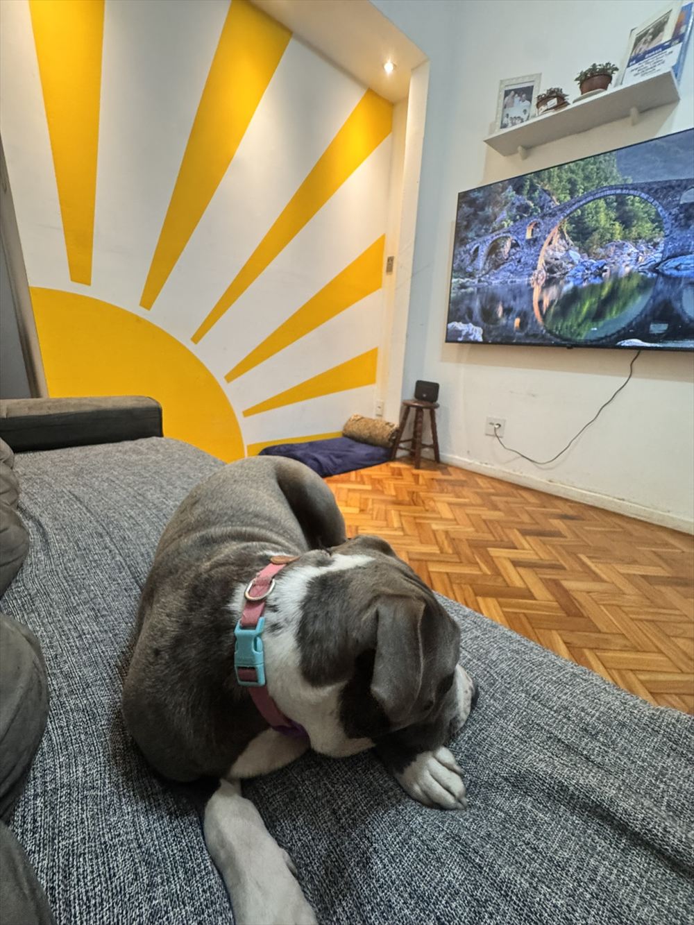 Cachorra hospedada deitada à vontade no sofá da sala