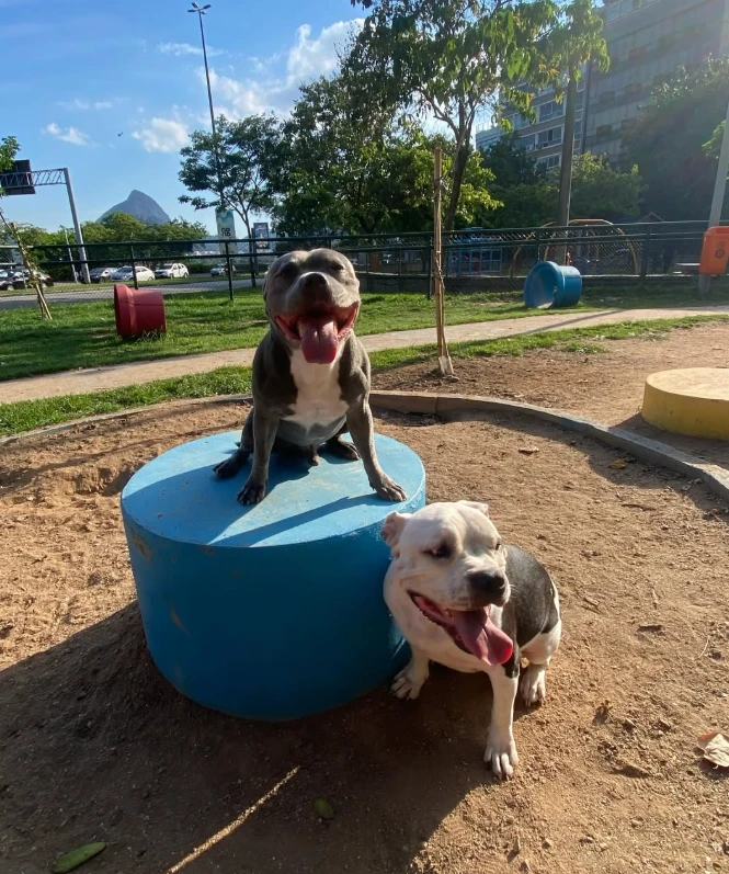 Dois cães no parcão com o Morro Dois Irmãos ao fundo